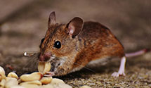 24 Hour & Emergency Exterminators in Sodak Park, SD